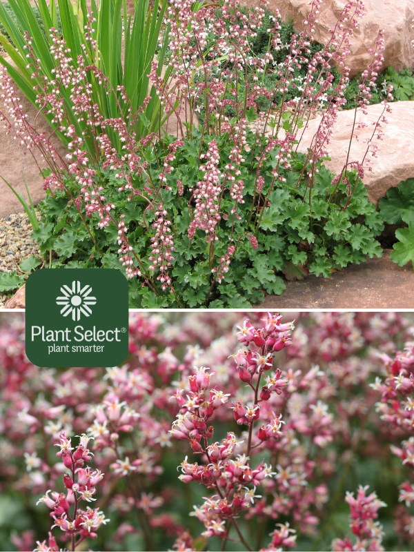 Pet Safe Hookera Pulchella Coral Bells Care: Propagation & Outdoor Planting Tips to Increase Blooms Even in Shade