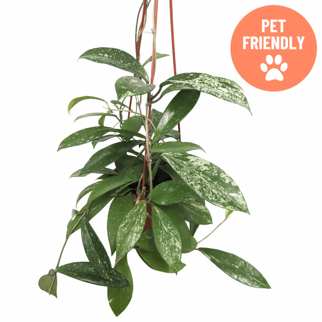 pet friendly silver pink vine aka pink speckled hoya Pubicalyx
