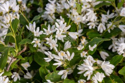 Slender Nikko Deutzia aka Japanese Snow Flower Pet Safe Care: ID, Size, Pros & Cons