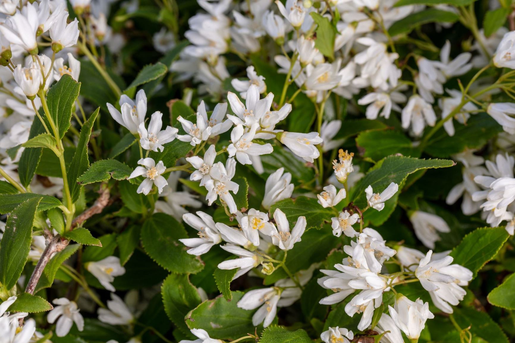 pet safe Slender Nikko Deutzia aka Japanese Snow Flower CU