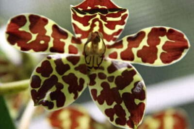 Leopard Orchid Indoor/Outdoor Pet Safe Care, Propagation & Snail/ Slug Deterrents