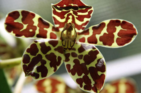 Leopard Orchid Indoor/Outdoor Pet Safe Care, Propagation & Snail/ Slug Deterrents