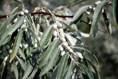Russian Olive ID & Pet Safe Care Tips: Winter Survival, Invasive Control & Companion Plants | Male vs Female Trees