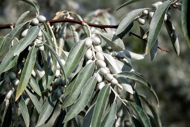 Russian olive (Elaeagnus angustifolia) beneficial uses: wind & privacy screen, wildlife habitat, ornamental landscape