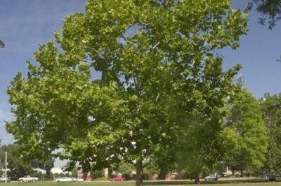 American Sycamore: ID, Pros, Cons, Historical Use, Growth Specs, Toxicity & Native Habitat vs Fig Tree