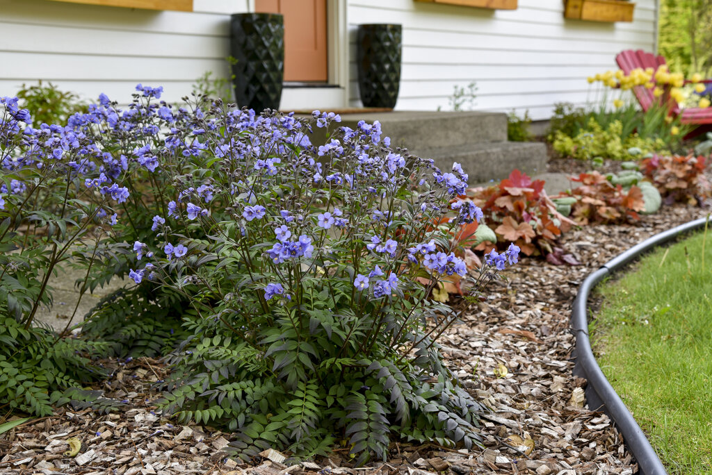 Jacob’s Ladder in Pet Safe Shade Garden: Care & Revival for Blooms w/o Invasive Spread