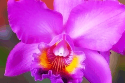 Pet Safe Brazilian Orchid ID & Care Tips Indoors & Out: Different Names & Species, Legality & Rarity