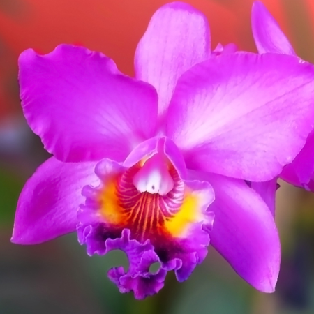 Pet Safe Brazilian Orchid ID & Care Tips Indoors & Out: Different Names & Species, Legality & Rarity