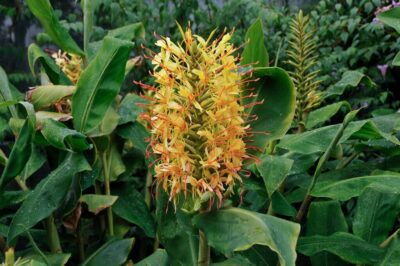 Kahali Ginger Toxicity, Edibility & Pet Safe Care: ID, Invasive Risks vs Common Cooking Ginger