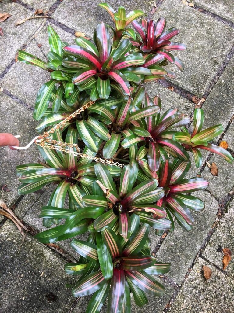 Neoregelia 'Zoe' pet safe plant in pot with hanging chain