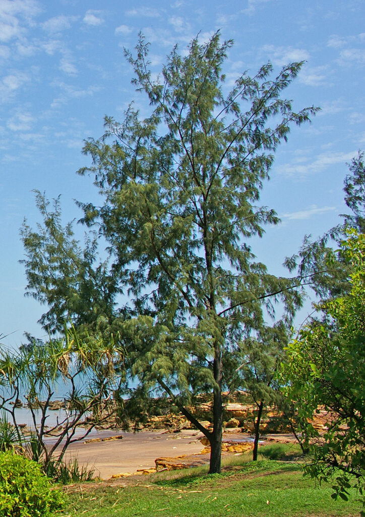 coastal Casuarina equisetifolia aka Australian Pine