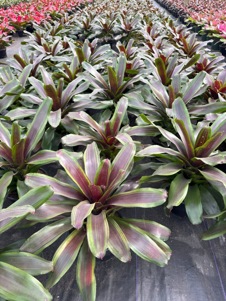 rows of Neoregelia vs Aregelia aka Cartwheel Plant