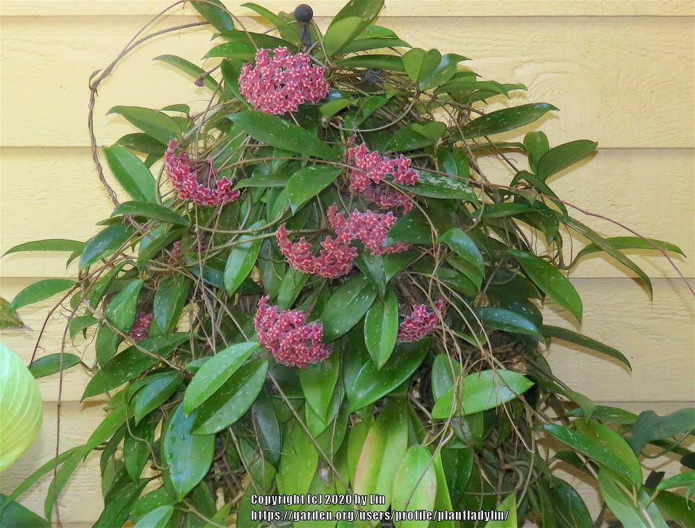 growth & size of Pink Speckled Silver Hoya Pubicalyx Care & ID Tips: Growth Indoors/Outdoors, Boost Blooms & Cost Guide
