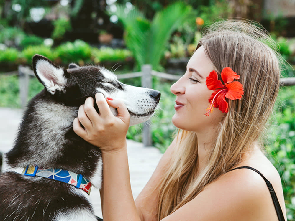 Rose of China and pet safety, on ASPCA list of nontoxic plants to dogs, cats & horses