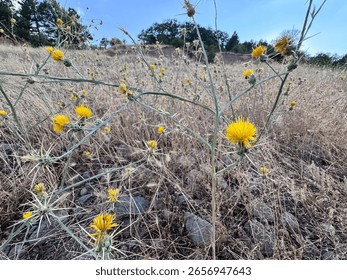 Barnaby's Yellow Star-Thistle is native to the Mediterranean but can still spread out of control
