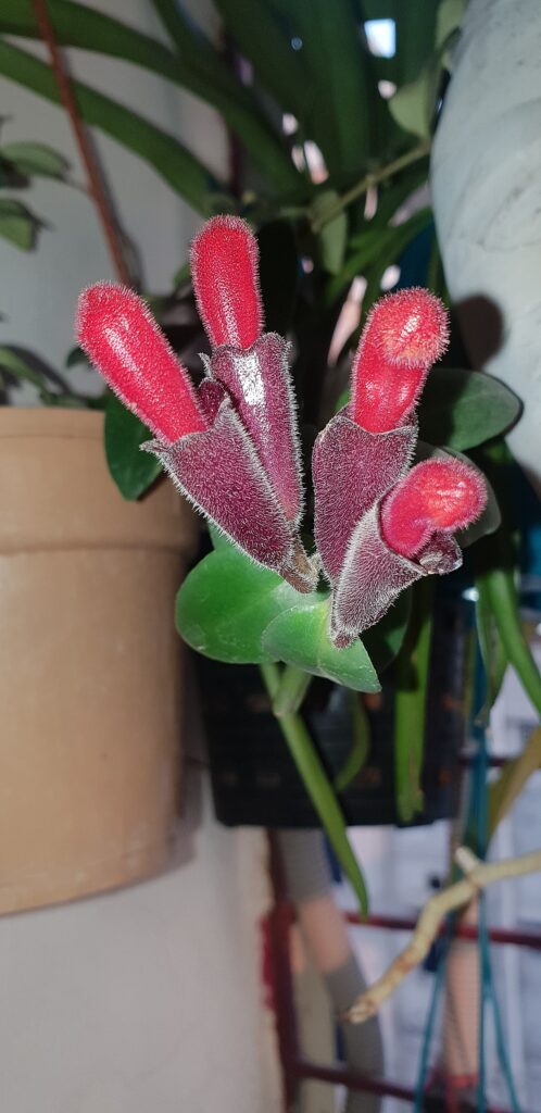 how to identify dog & cat safe lipstick plant and why name makes sense