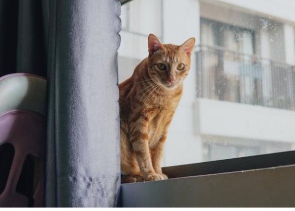Cat sitting in apartment window illustrating pet-friendly living