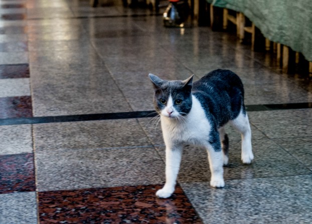 How Condo Communities Can Become More Pet-Welcoming (and Support Responsible Pet Ownership)