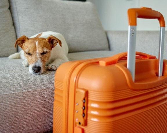 What Makes a Hotel Truly Pet-Welcoming for Guests Traveling with Pets