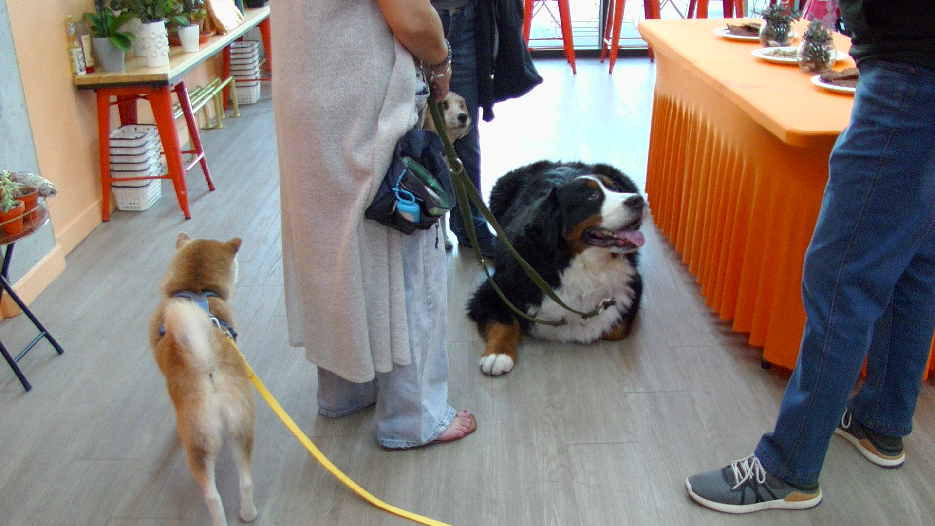 pet friendly living lab observes and documents multiple dogs trying bed & toys at dog party at live work cafe