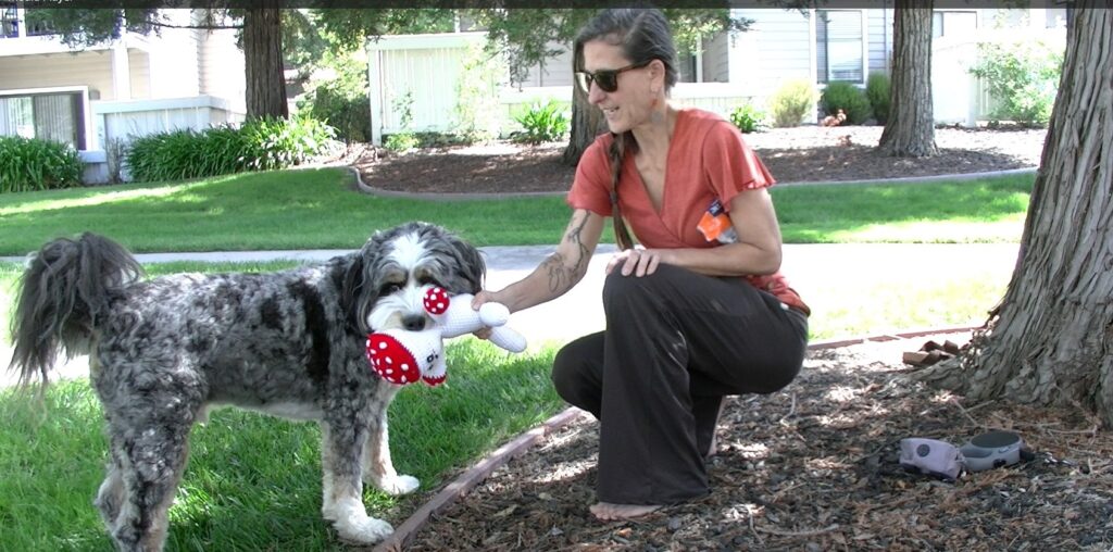 pet friendly living lab observes and documents dog finn play keep away and tug with test toy and owner cindy in shared space at pet friendly apartment complex, Finn looks at camera