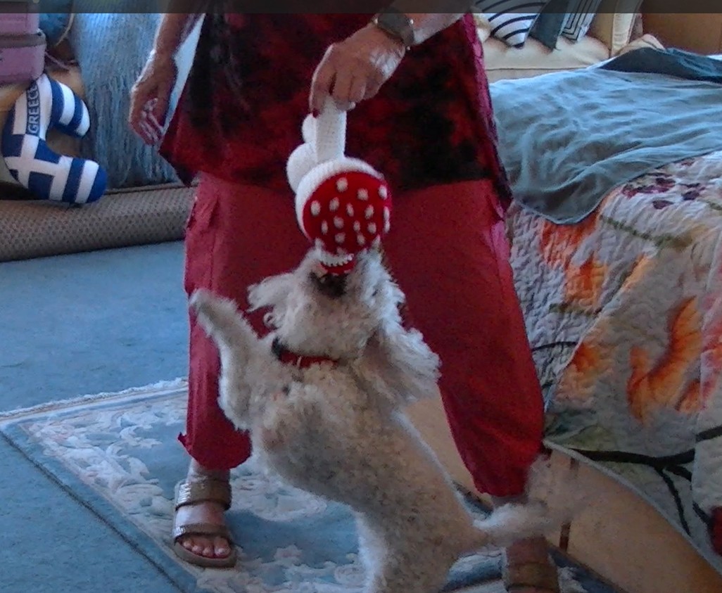 pet friendly living lab- action shot of senior dog Angel playing with test toy with owner Frada, INT 2S