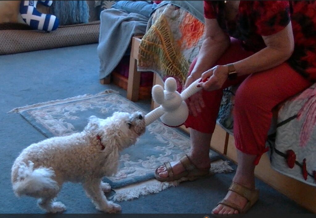 pet friendly living lab- senior dog Angel test toy with game of tug with owner Frada, INT 2S