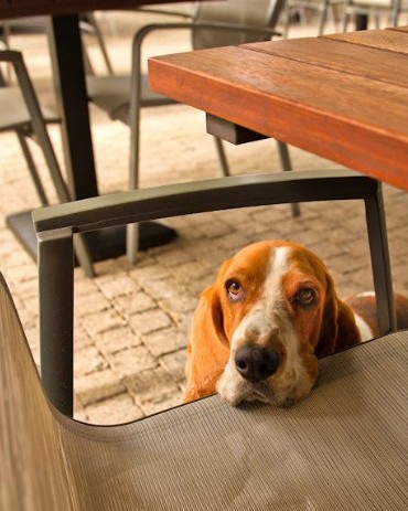 What Makes a Restaurant Truly Pet-Welcoming for Diners and Their Dogs- basset hound by bench in pet friendly restaurant