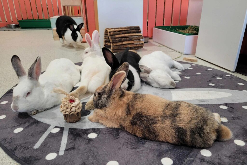 a variety of rabbits lounging and napping at bunny cafe, example of Experiential Pet Spaces Continue Expanding to boost rescue adoptions