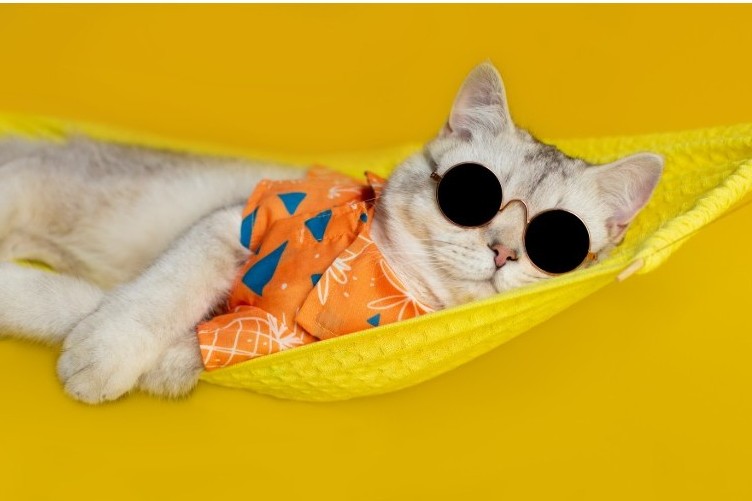 How Pet-Welcoming Hotels Create Memorable Guest Experiences (and Repeat Stays)