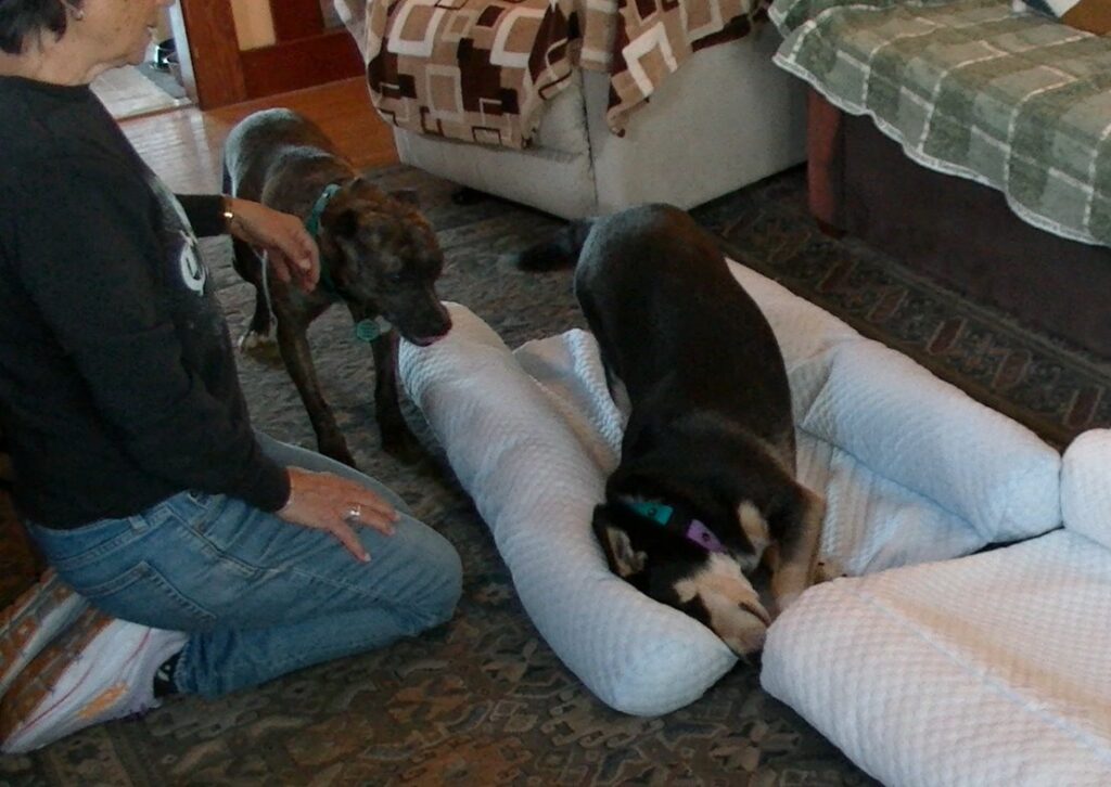 pet friendly living lab, field test with multi dog household for beds and toys