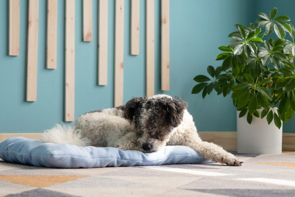 dog taking nap on bed in apartment or hotel