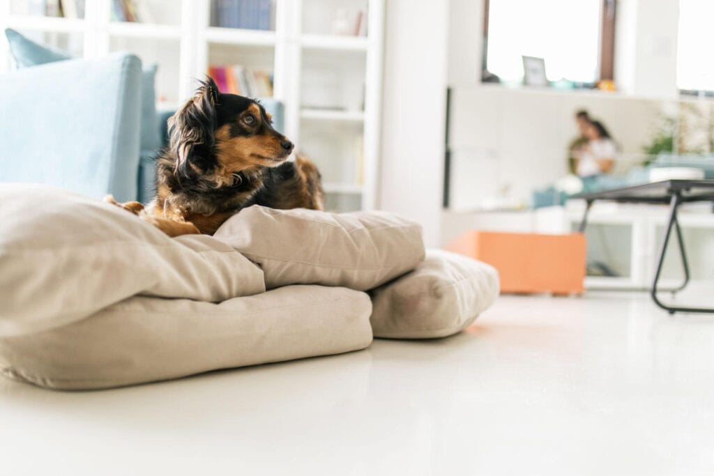 dog on bed look off camera at owner