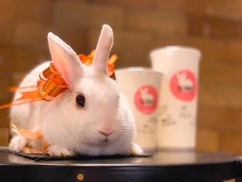 cute blanc de hotot white rabbit at bunny cafe