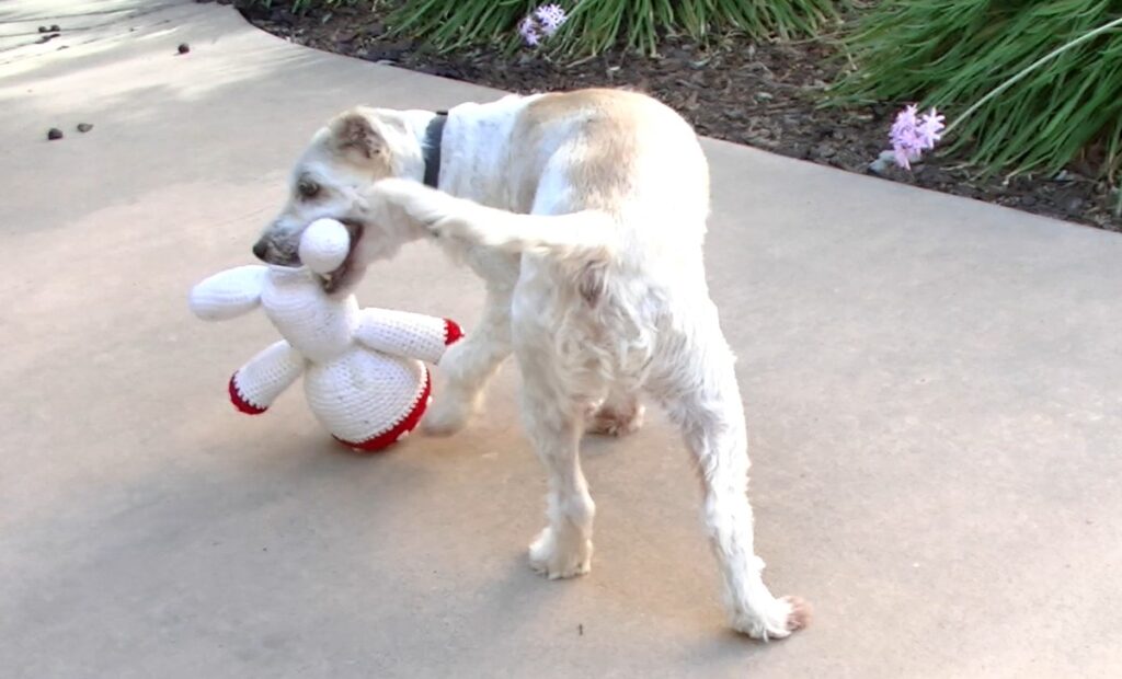pet friendly living lab- Brentwood Grove senior living dog scruffy carries and plays with test toy in off-leash dog run area