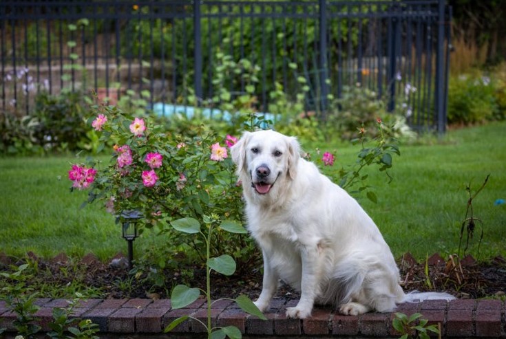 How to Create a Pet-Safe Garden in Apartments and Condos (Balconies, Patios, and Shared Spaces)