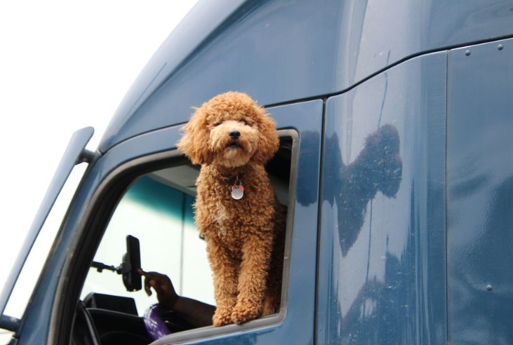 Pet-Friendly Travel Dining: Hotels, Restaurants and Highway Rest Stops