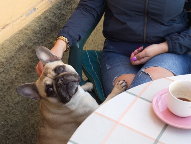 Why Pet-Welcoming Restaurants Build Loyal Local Communities and Repeat Customers