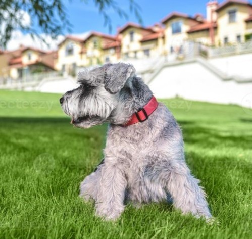How to Create a Pet-Safe Garden in Apartments and Condos