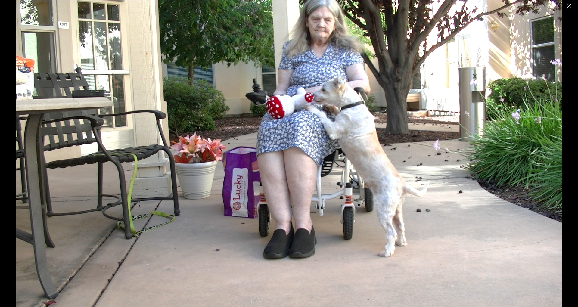 pet friendly senior living resident Sally with her dog Scruffy in the off-leash dog run area with pet safe garden