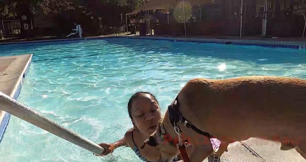 Kamala & Lovie Flamingo resort pool for pet friendly concierge