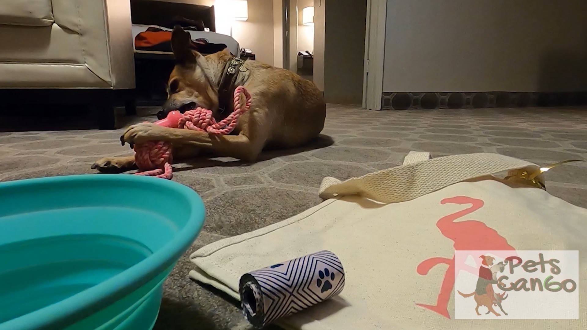 Lovie on hotel carpet chew flamingo resort gifts from swag bag for pet friendly concierge