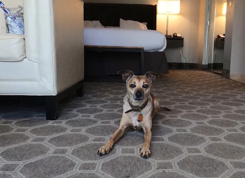 Lovie on hotel carpet at Flamingo Resort in Santa Rosa, CA for pet friendly concierge