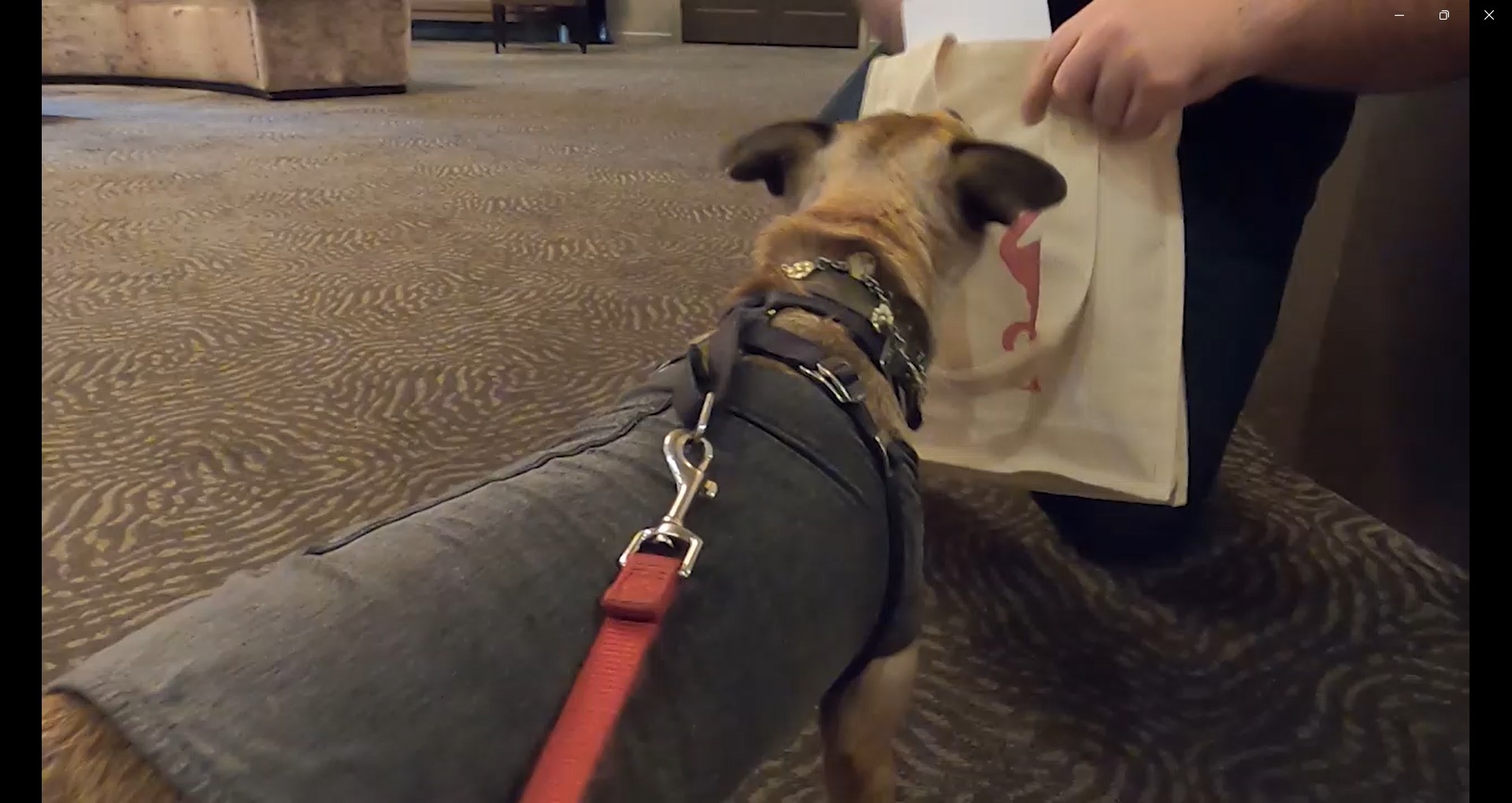 Lovie greeted with doggie swag by hotel staff at Flamingo resort in Santa Rosa, CA for pet friendly concierge