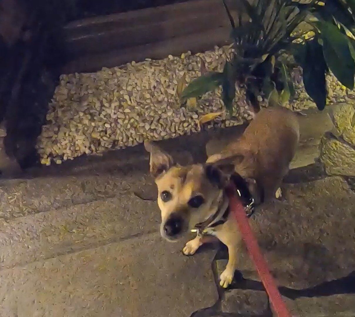 Lovie look up at Kamala Flamingo INT path for pet friendly concierge