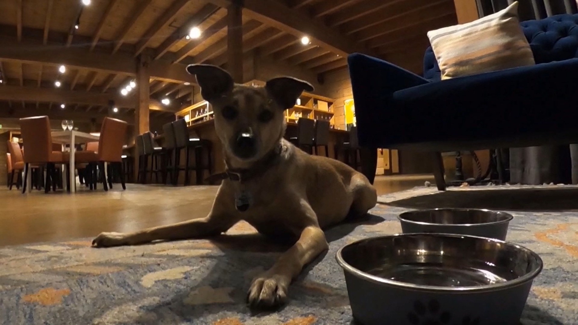 Lovie winery by water bowl in St Helena, CA for pet friendly concierge
