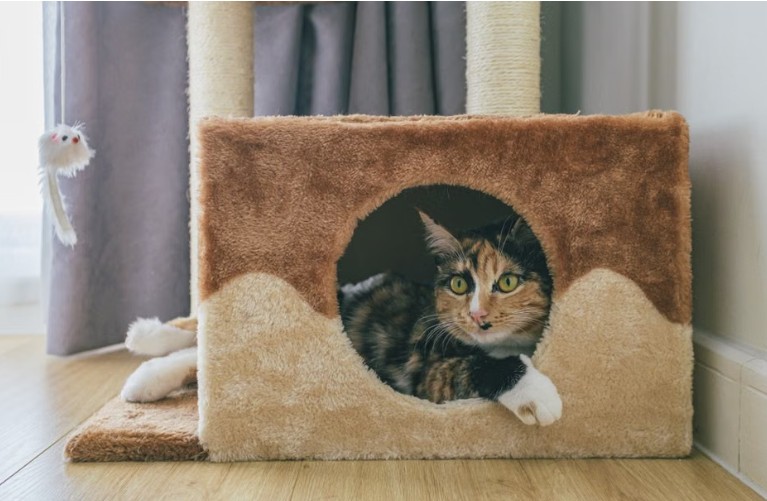 safe space for pets when move like familiar cat house